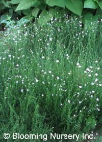 Petrorhagia saxifraga